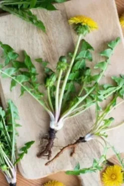 Dandelion Live Roots 3 Pack Organic