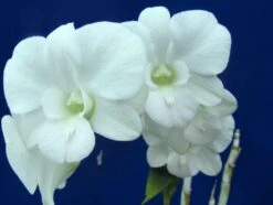 Dendrobium Full Moon 'White' They Come In A 3" Pots