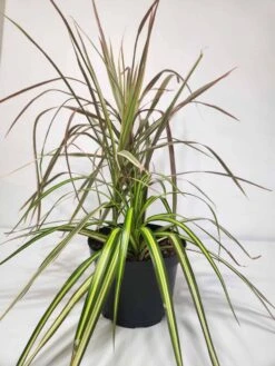 6 Inch Dragon Tree Bouquet