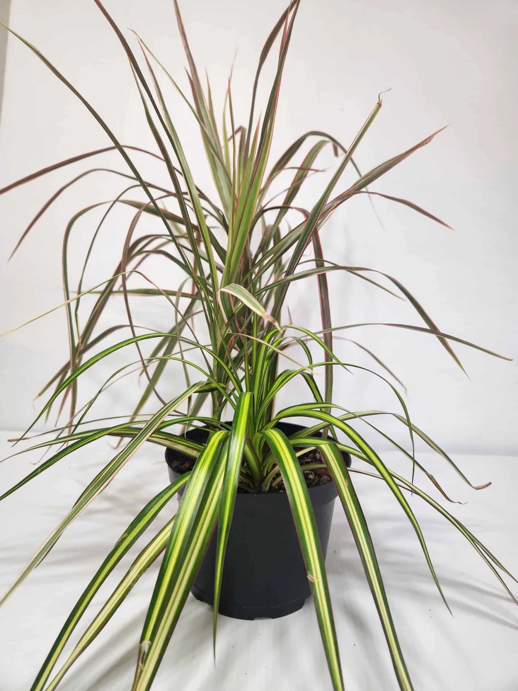 6 Inch Dragon Tree Bouquet