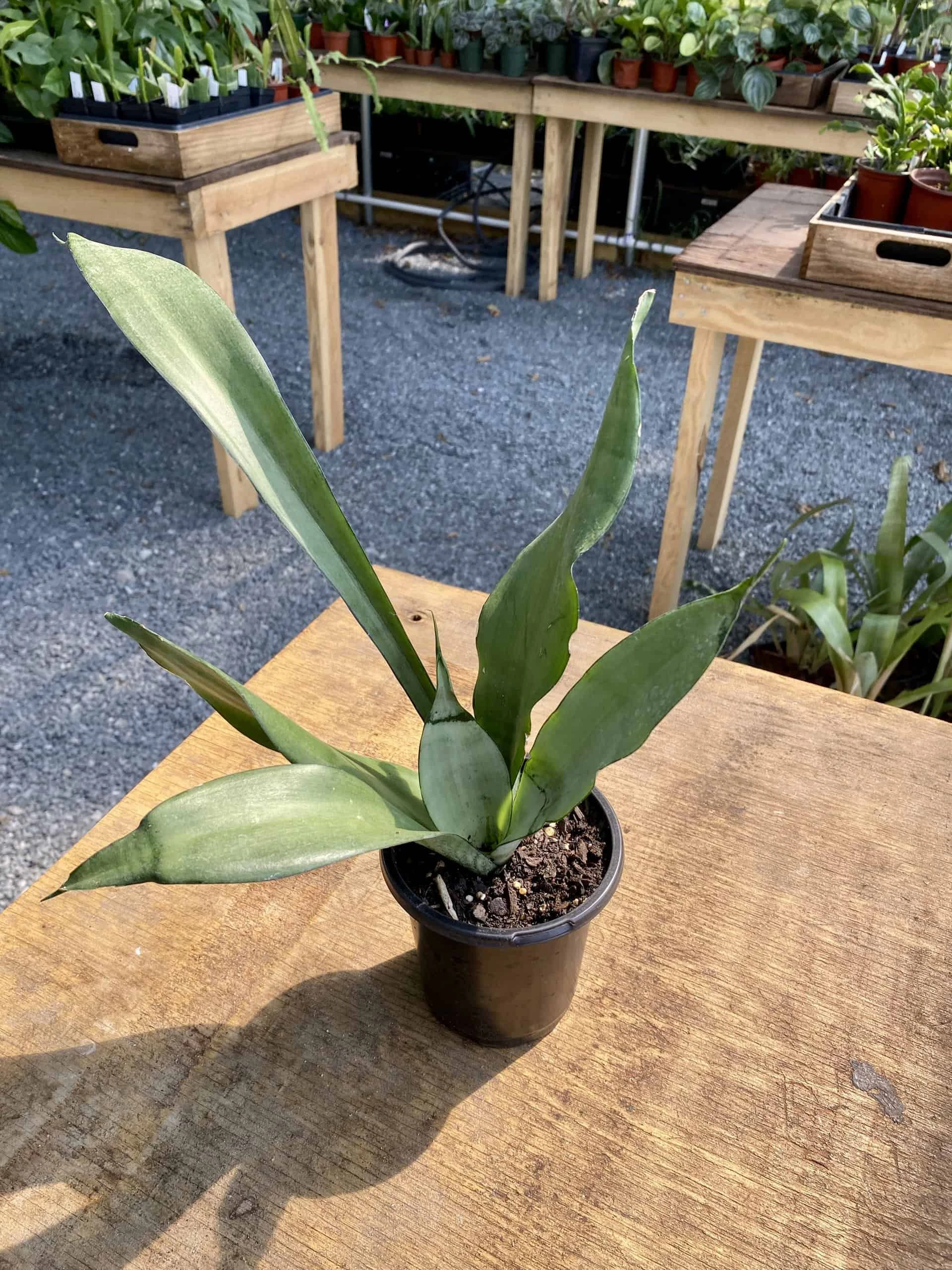 Sansevieria Or Snake Plant Moonshine 4” Pot Live Plant - Image 7