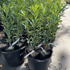 Meiwa Kumquat Grafted Tree 2 Feet Tall. Free Shipping