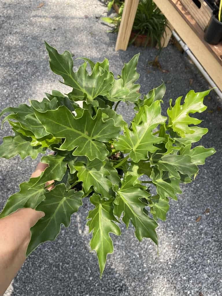 Philodendron Selloum Little Hope 6" Pot Live Plant