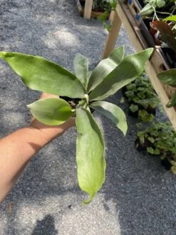 Fern Staghorn Or Platycerium Bifurcatum Netherlands 4 Inch Pot Live Plant