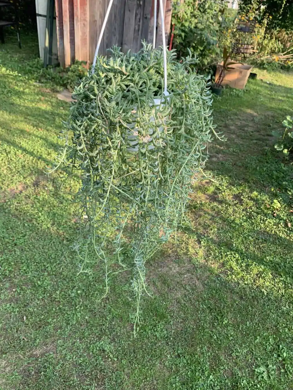 String Of Dolphins - Image 2