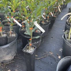 Kaffir Lime Grafted Citrus Tree. 2 Feet Tall