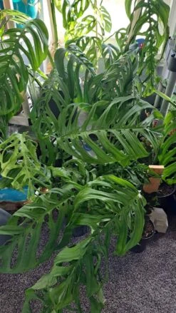 Monstera Esqueleto Node