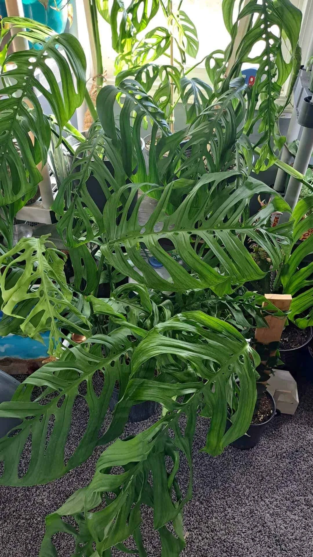 Monstera Esqueleto Node