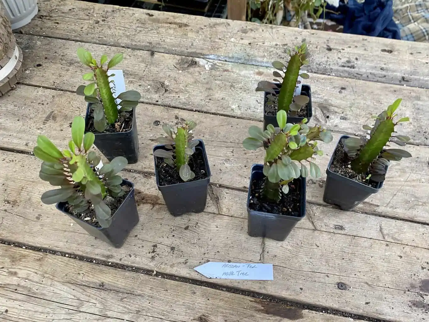 African Milk Tree Or Euphorbia Trigona Rubra Red Live Starter Suc - Image 9