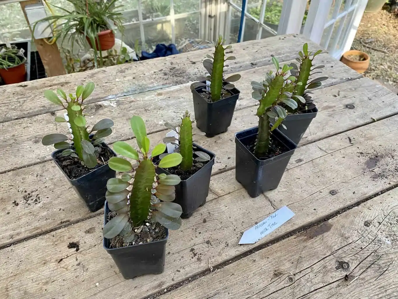 African Milk Tree Or Euphorbia Trigona Rubra Red Live Starter Suc - Image 2