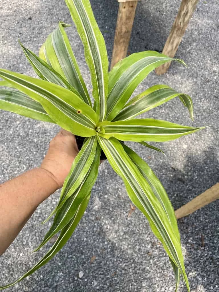 Dracaena Deremensis Or Dragon Tree Lemon Surprise 4 Inch Pot Live Plant
