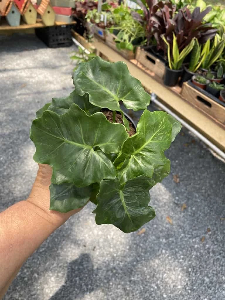 Philodendron Atom Or Thaumatophyllum Bipinnatifidum 4" Pot Live P - Image 10