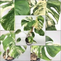 Monstera Albo Variegated, Top Cuttings, Growers Choice
