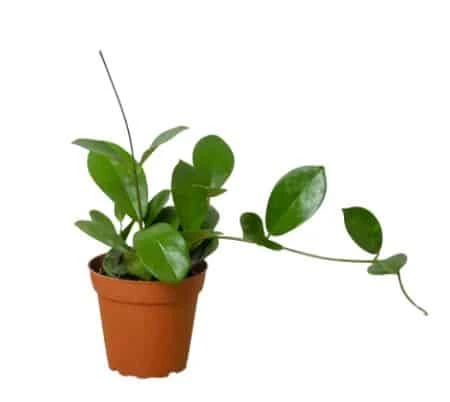 Hoya Australis - Exquisite Wax Plant With Stunning Leaves | 4-inch Pot