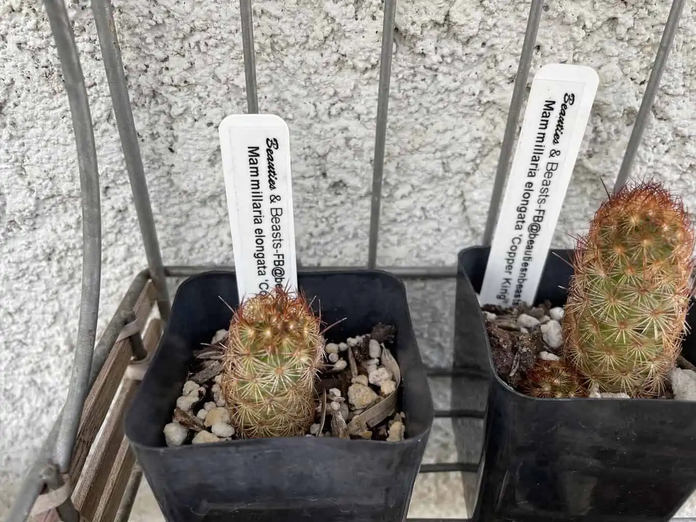 Cactus - Mammillaria Elongata "Copper King" Miniature - Image 3