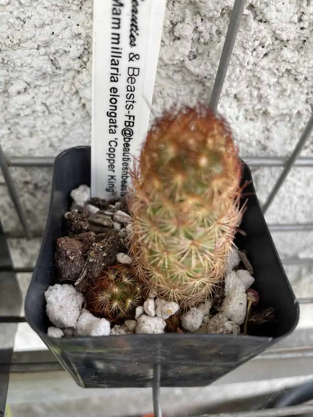 Cactus - Mammillaria Elongata "Copper King" Miniature - Image 5