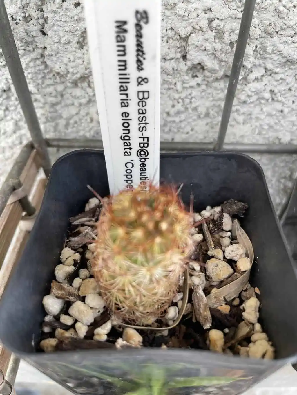 Cactus - Mammillaria Elongata "Copper King" Miniature - Image 4