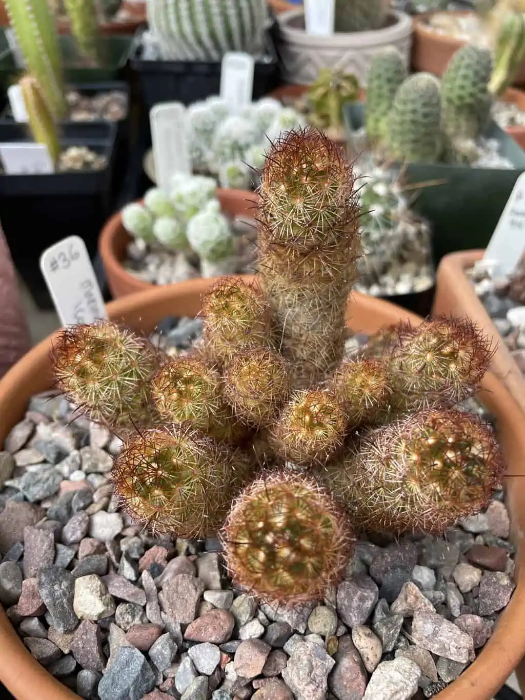 Cactus - Mammillaria Elongata "Copper King" Miniature - Image 2