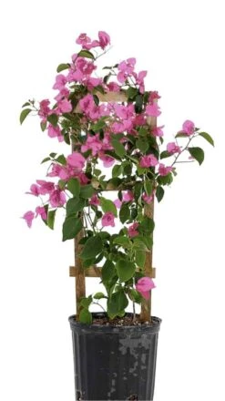 Light Pink Live Plant Bougainvillea Vine 6" Pot Trellis