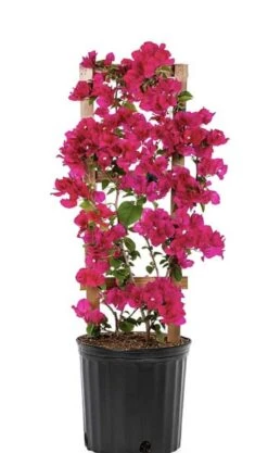 Deep Pink Live Plant Bougainvillea Vine 6" Pot Trellis