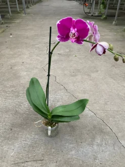 Purple Fuchsia Orchid | Phalaenopsis Amabilis | Flowering Houseplant