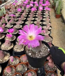 Echinocereus Rigidissimus---Rainbow Cactus
