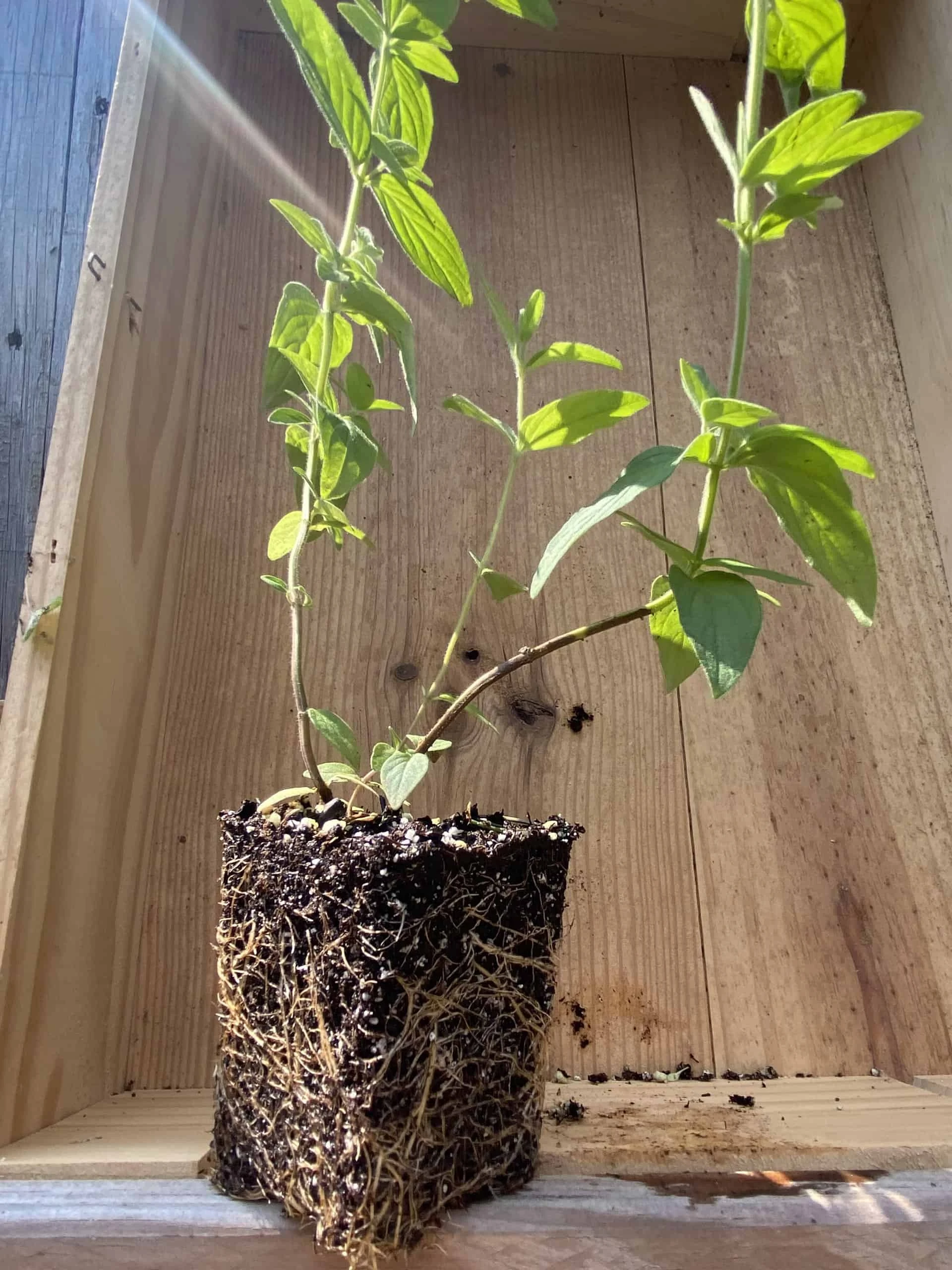 Mountain Mint - Image 2