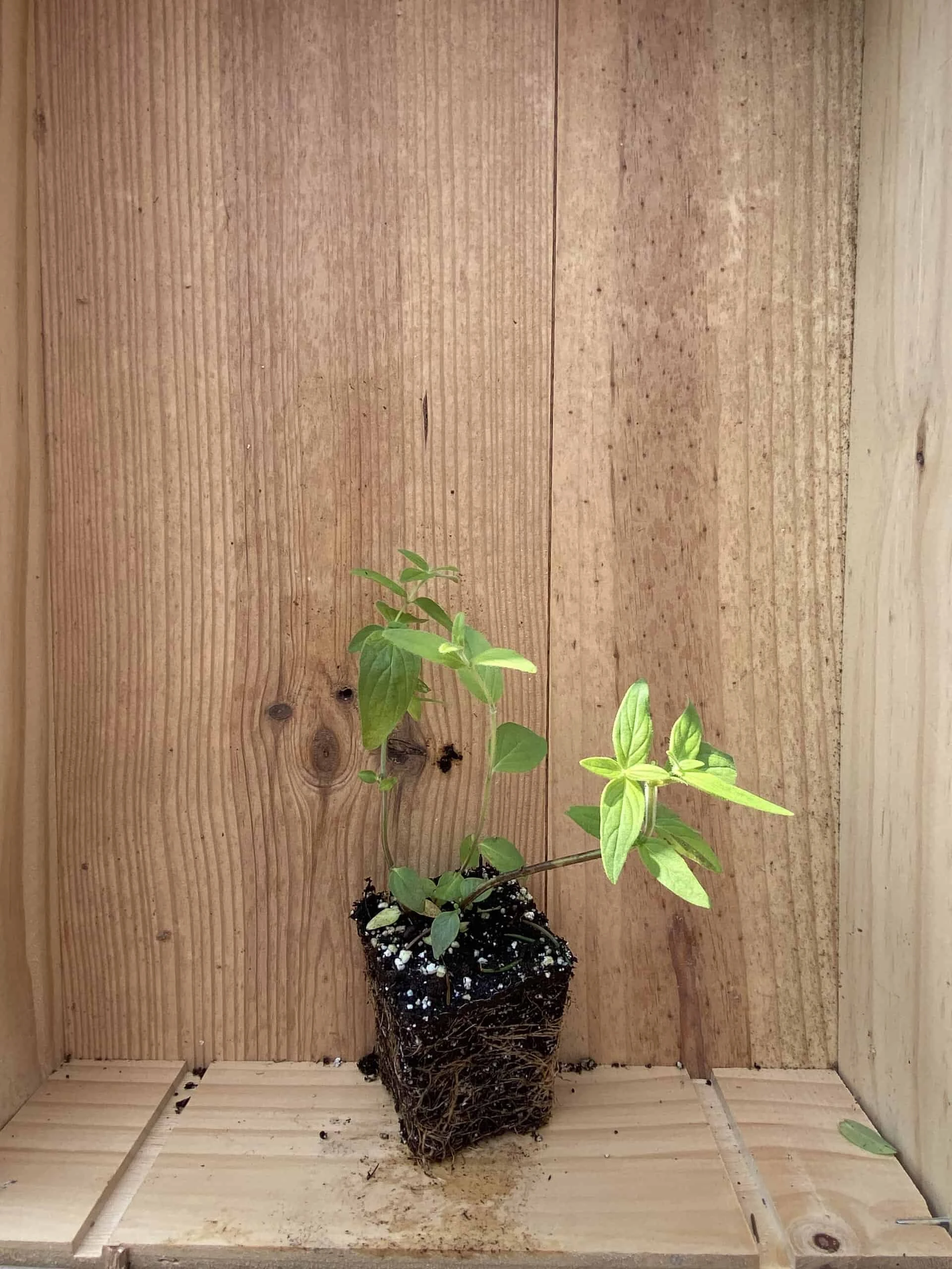 Mountain Mint - Image 3