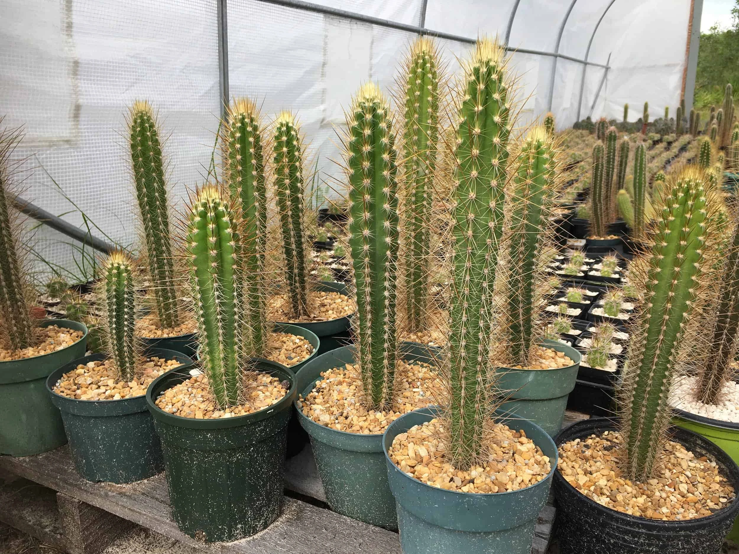 Pilosocereus Polygonus Ssp. Polygonus - Image 2