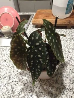 Begonia Maculata