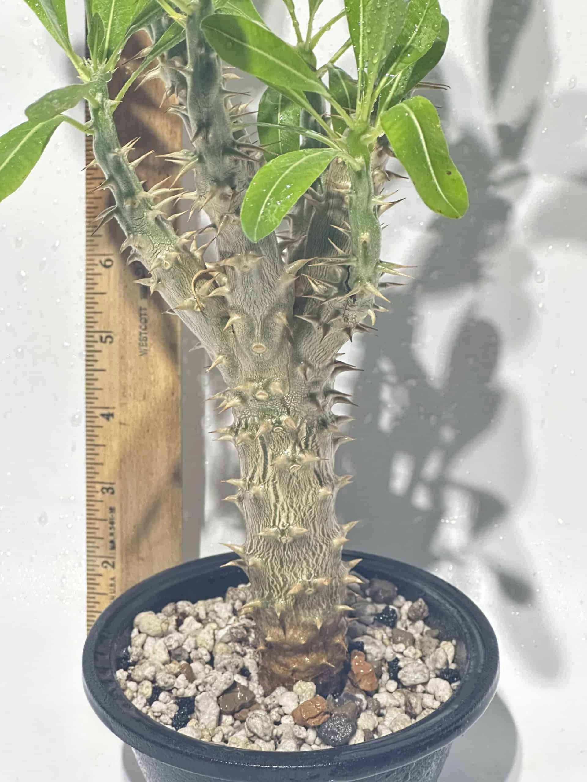 Pachypodium Densiflorum | Live Plant | Free Shipping
