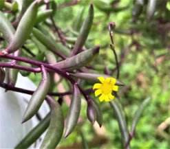 Othonna Capensis--string Of Pickles-purple Necklace