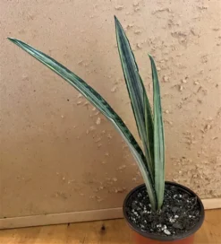 Sansevieria--Bantel Sensation