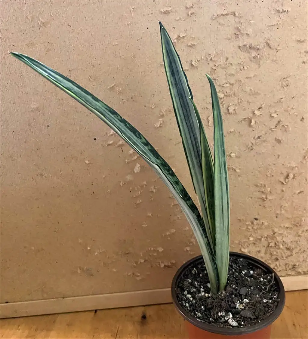Sansevieria--Bantel Sensation