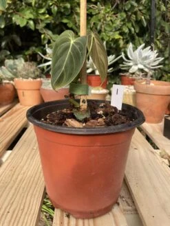 Philodendron Melanochrysum