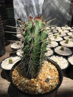 Stenocereus Chacalapensis