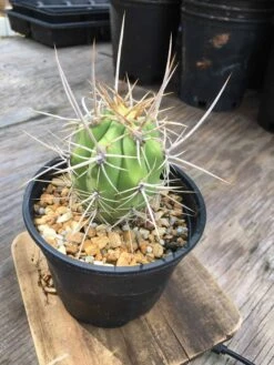 Echinopsis Chiloensis Var. Borealis