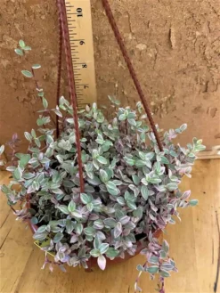 Callisia Repens -- Pink Panther