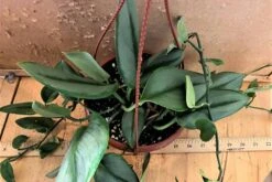 Scindapsus Treubii Moonlight 6 Inch Hanging Basket