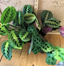 Prayerful Assortment