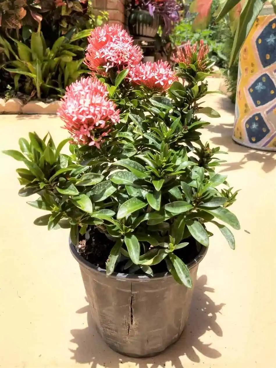 Ixora Coccinea Dwarf Pink Ships Free. - Image 2