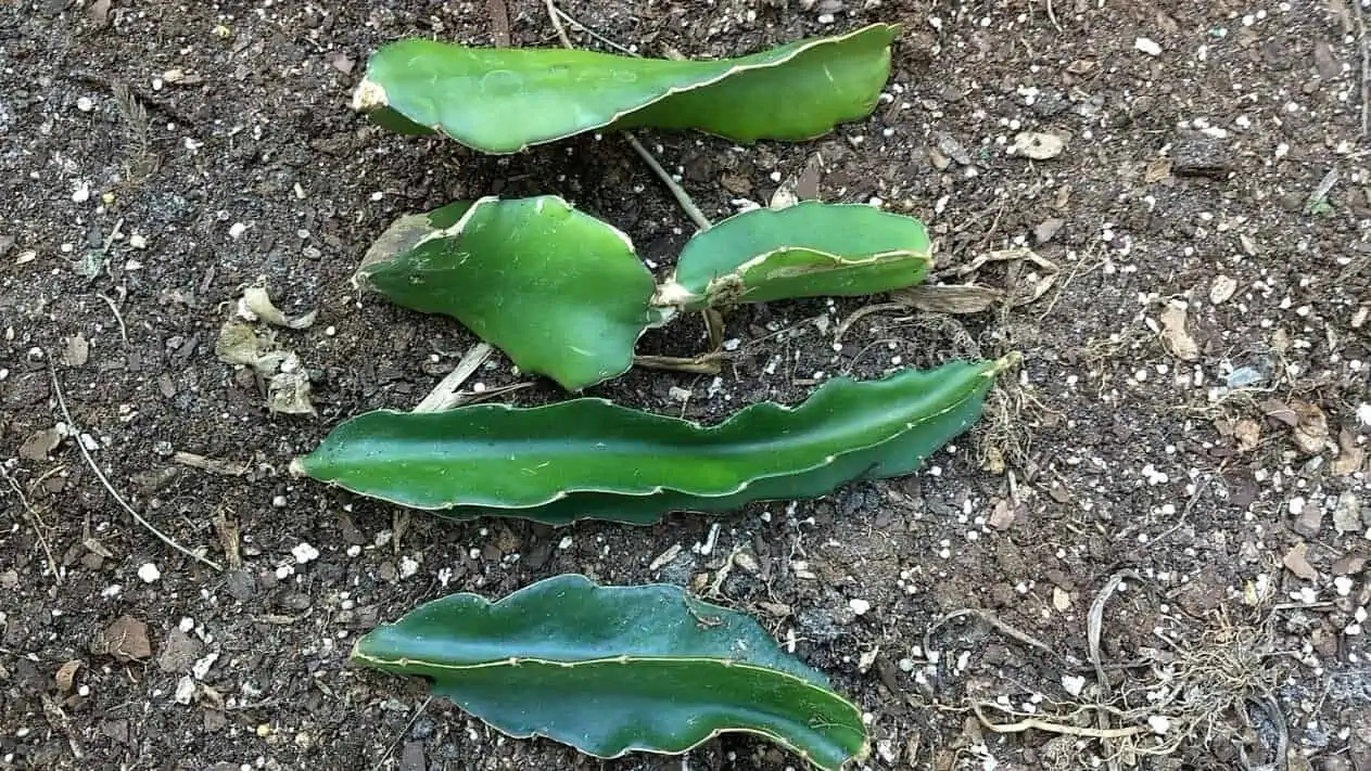 Pitaya Dragon Fruit Plant (2 Cuttings) - Image 3