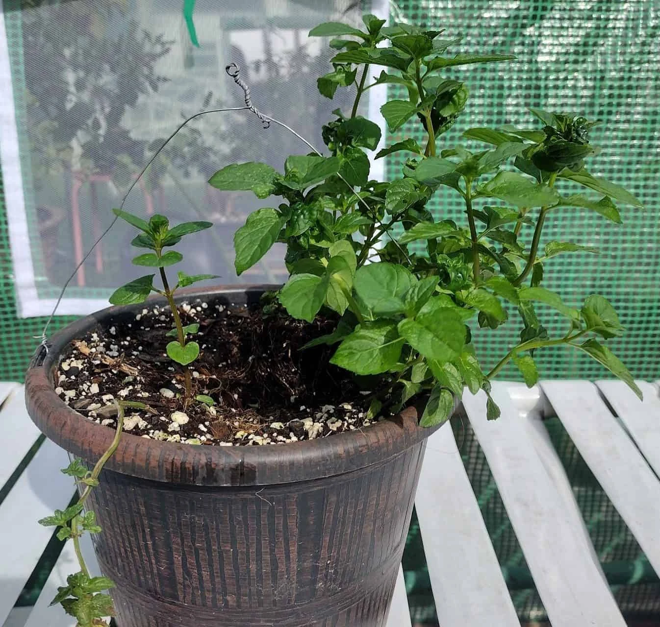 Spearmint (Mentha Spicata) - Image 2