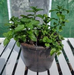 Spearmint (Mentha Spicata)