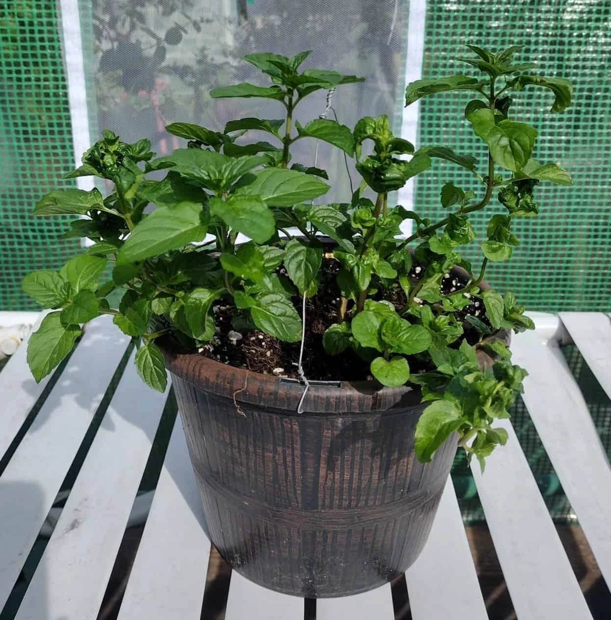 Spearmint (Mentha Spicata)