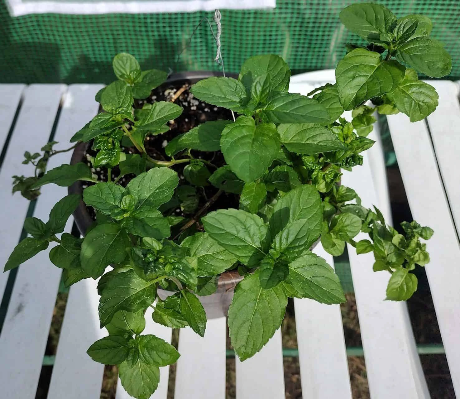 Spearmint (Mentha Spicata) - Image 3