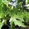 Silver Maple Tree Seedlings To Plant