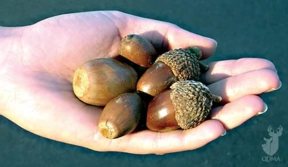 Chestnut Oak Tree Seedlings For Planting - Image 5