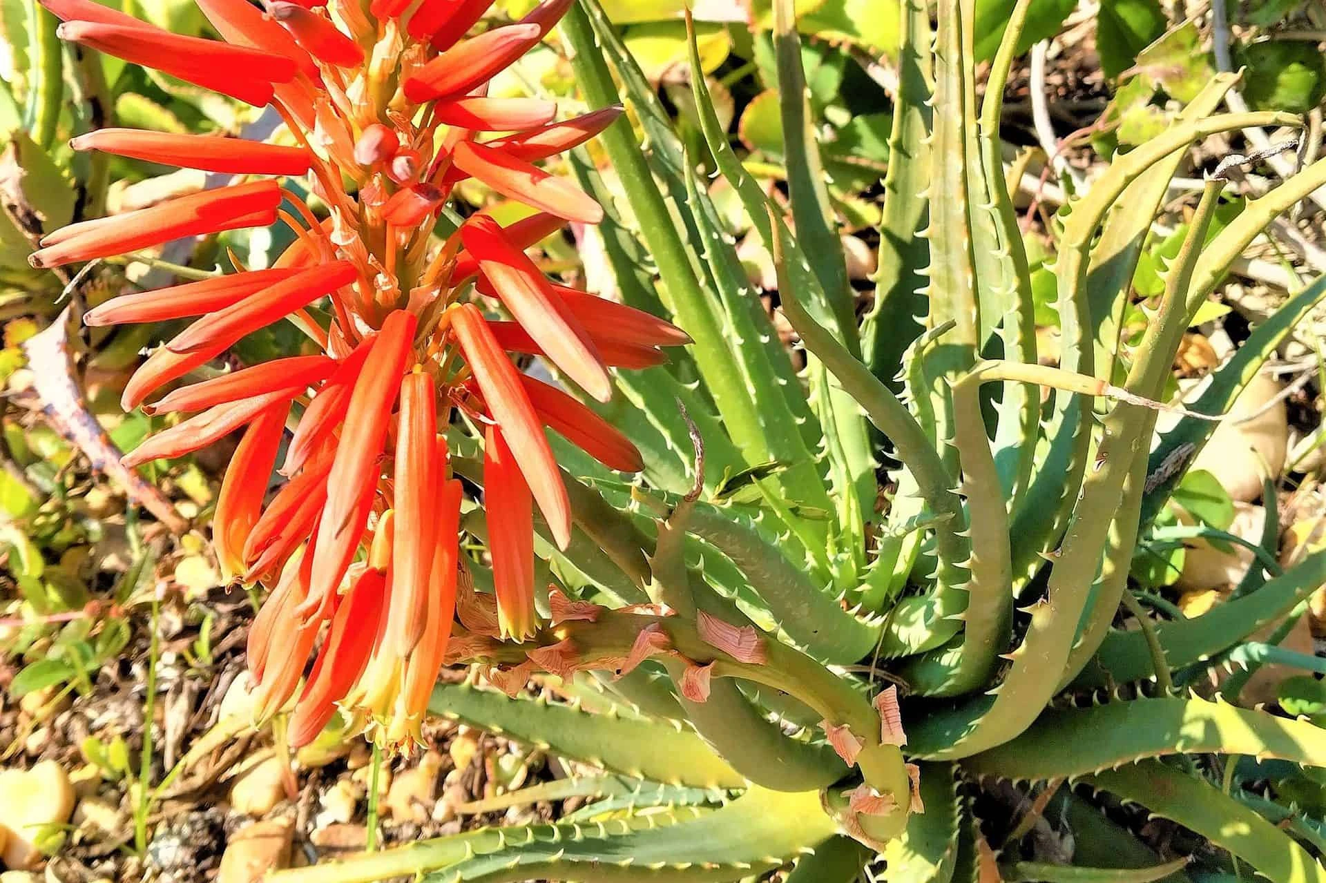 Lace Aloe Aristaloe Aristata Ships Free - Image 3