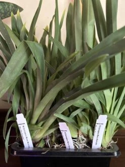 Miltoniopsis Rene Komoda "Pacific Clouds"